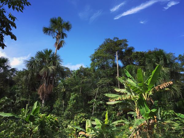 L'amazzonia ha perso la propria foresta al ritmo di più del 100% in un anno