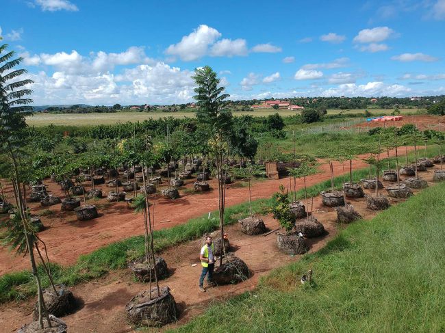 350 alberi nel giardino del nuovo ospedale pediatrico di Emergency in Uganda