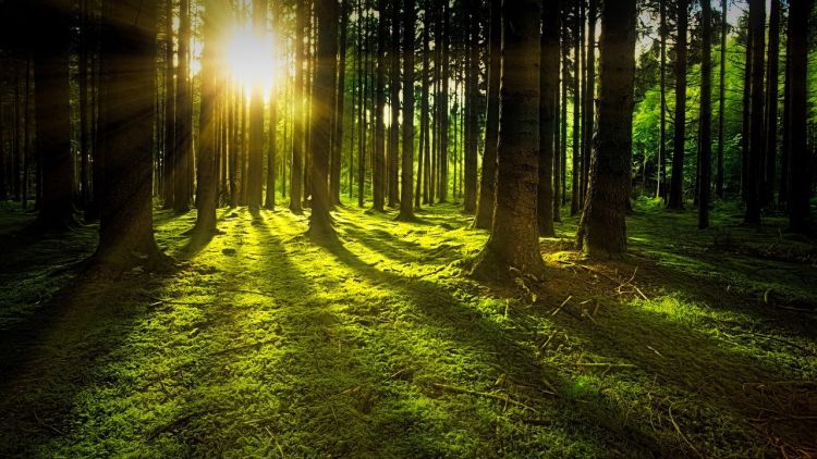 Italia seconda per foreste in Europa, verde per oltre 11 milioni di ettari sul 38% del territorio