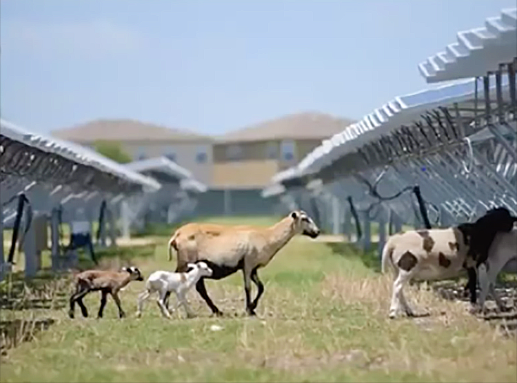 Fotovoltaico e agricoltura: di ovini all’interno del parco agro-fotovoltaico