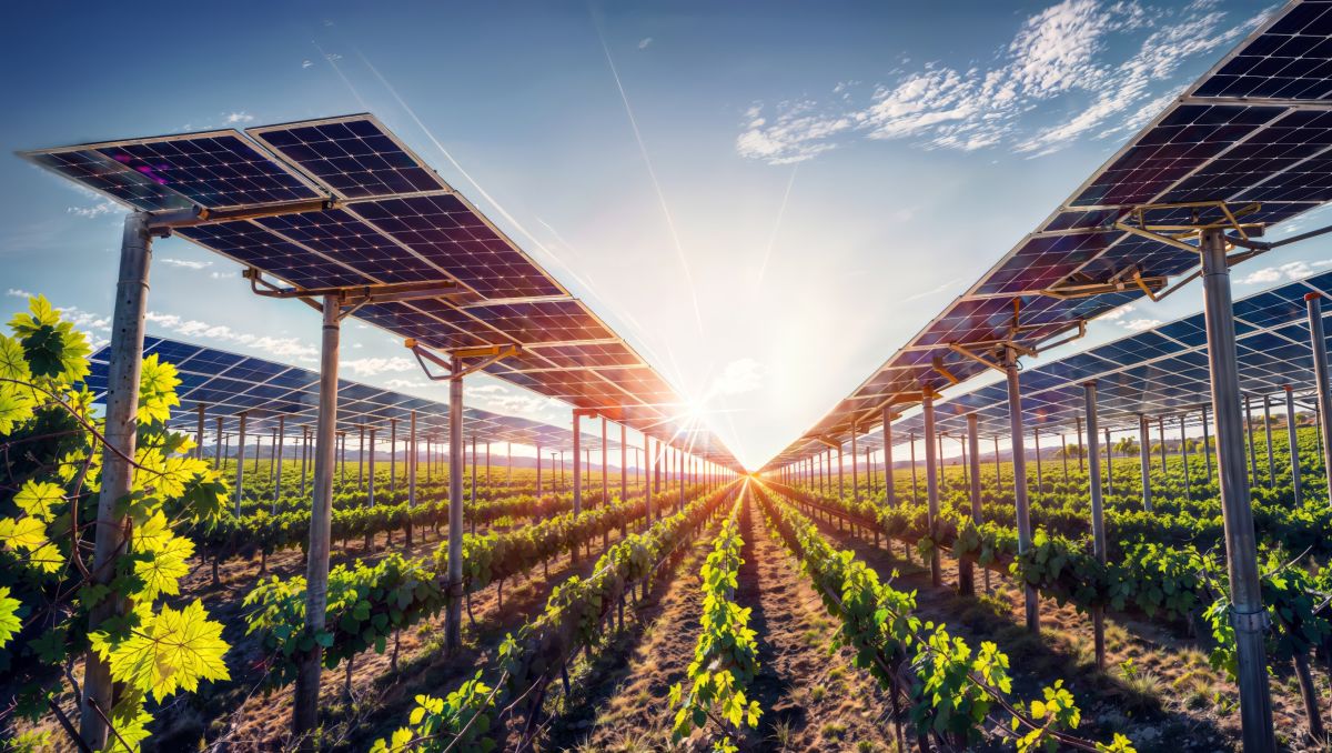 Come funziona un impianto agrivoltaico