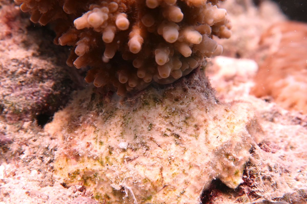 Un materiale ecocompatibile innovativo per il ripristino delle barriere coralline