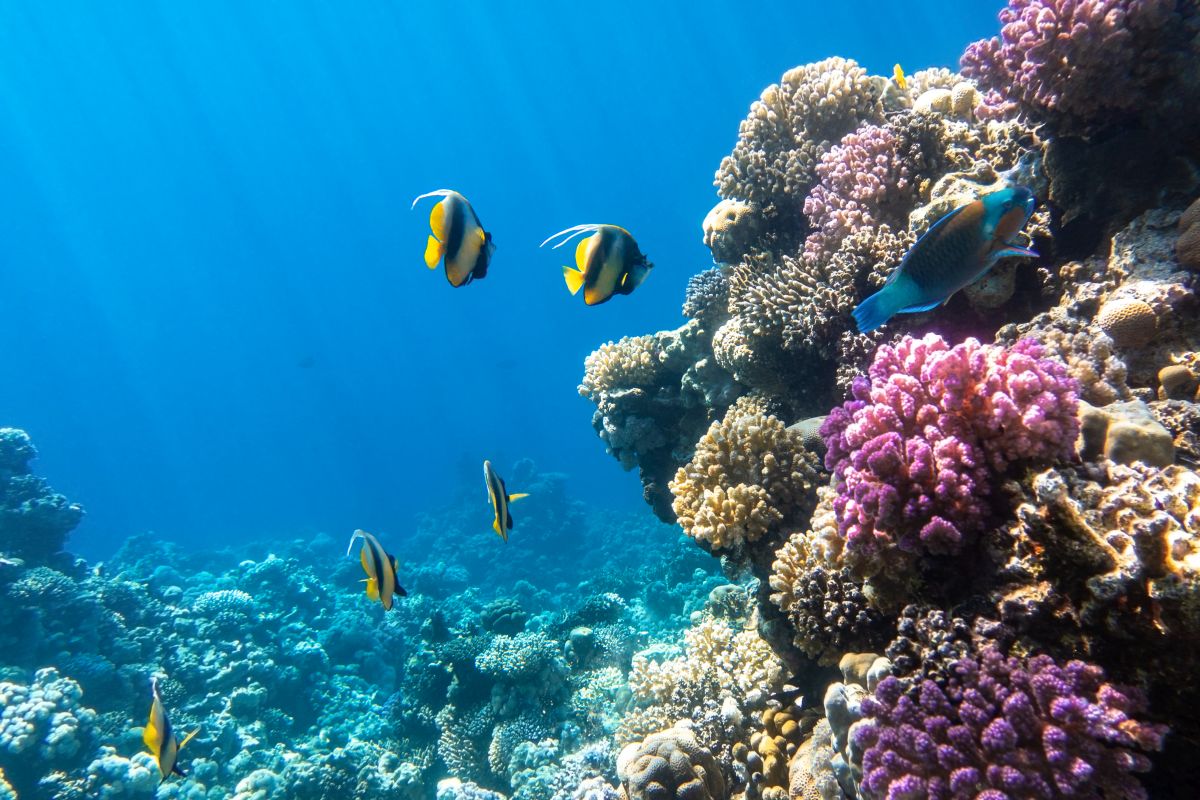 L'effetto dello sbiancamento dei coralli per il futuro degli oceani